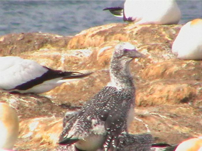 فيلا Cape Nelson Lighthouse بورتلاند المظهر الخارجي الصورة
