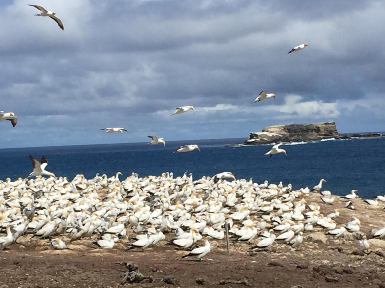فيلا Cape Nelson Lighthouse بورتلاند المظهر الخارجي الصورة